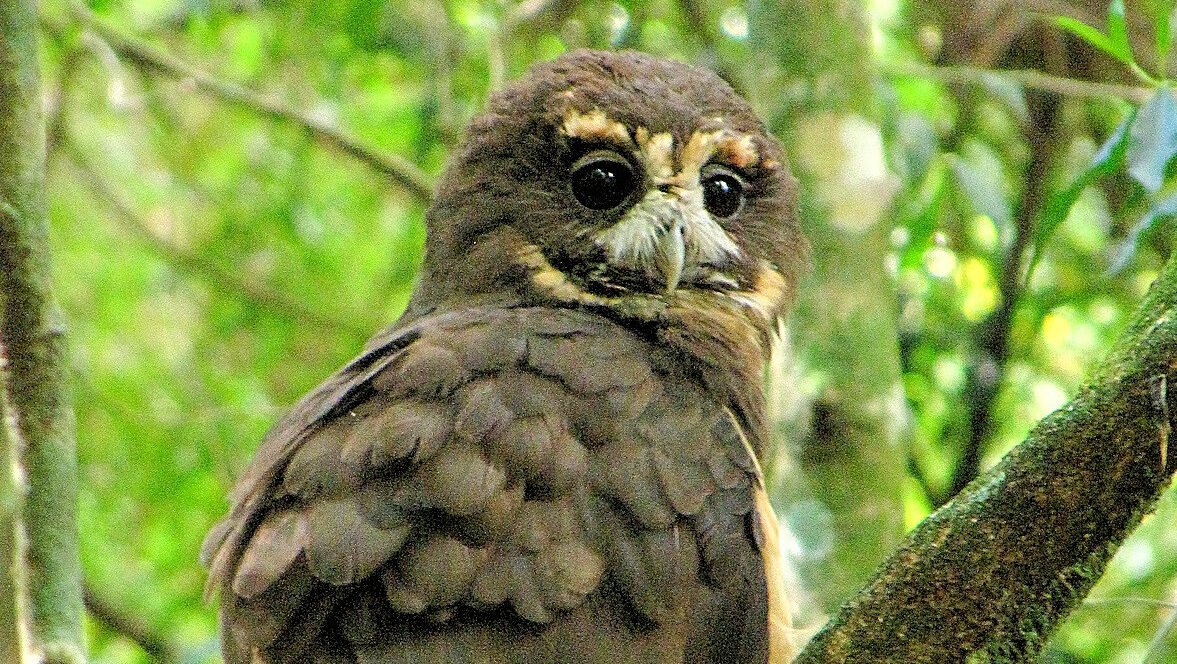 murucututu-de-barriga-amarela (Pulsatrix koeniswaldiana) 3
