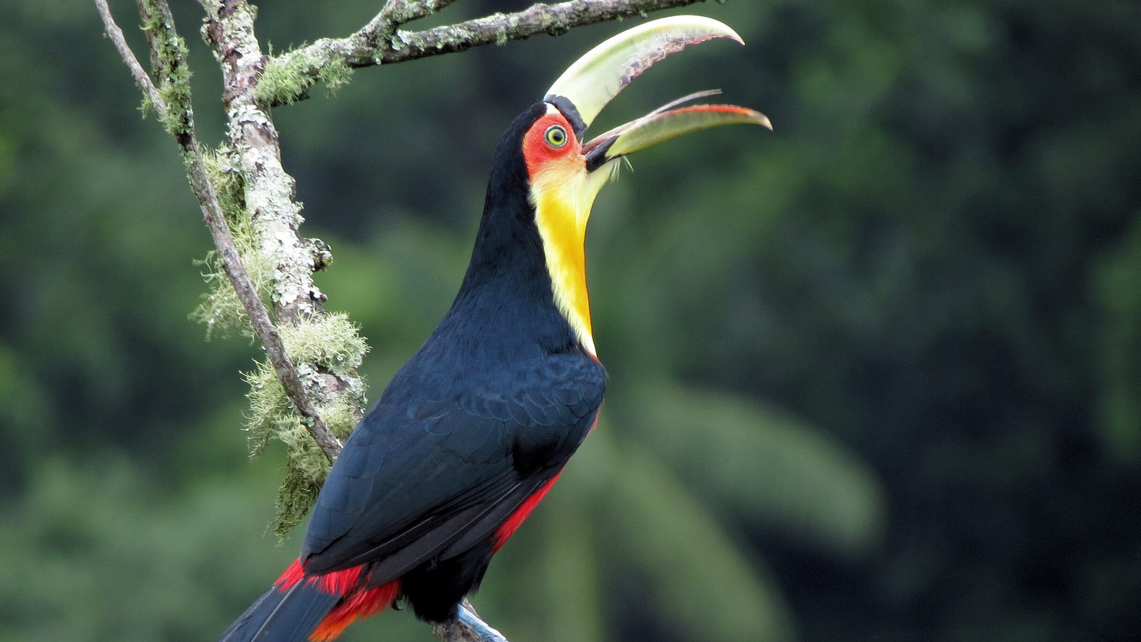 tucano-de-bico-verde (Ramphastos dicolorus)